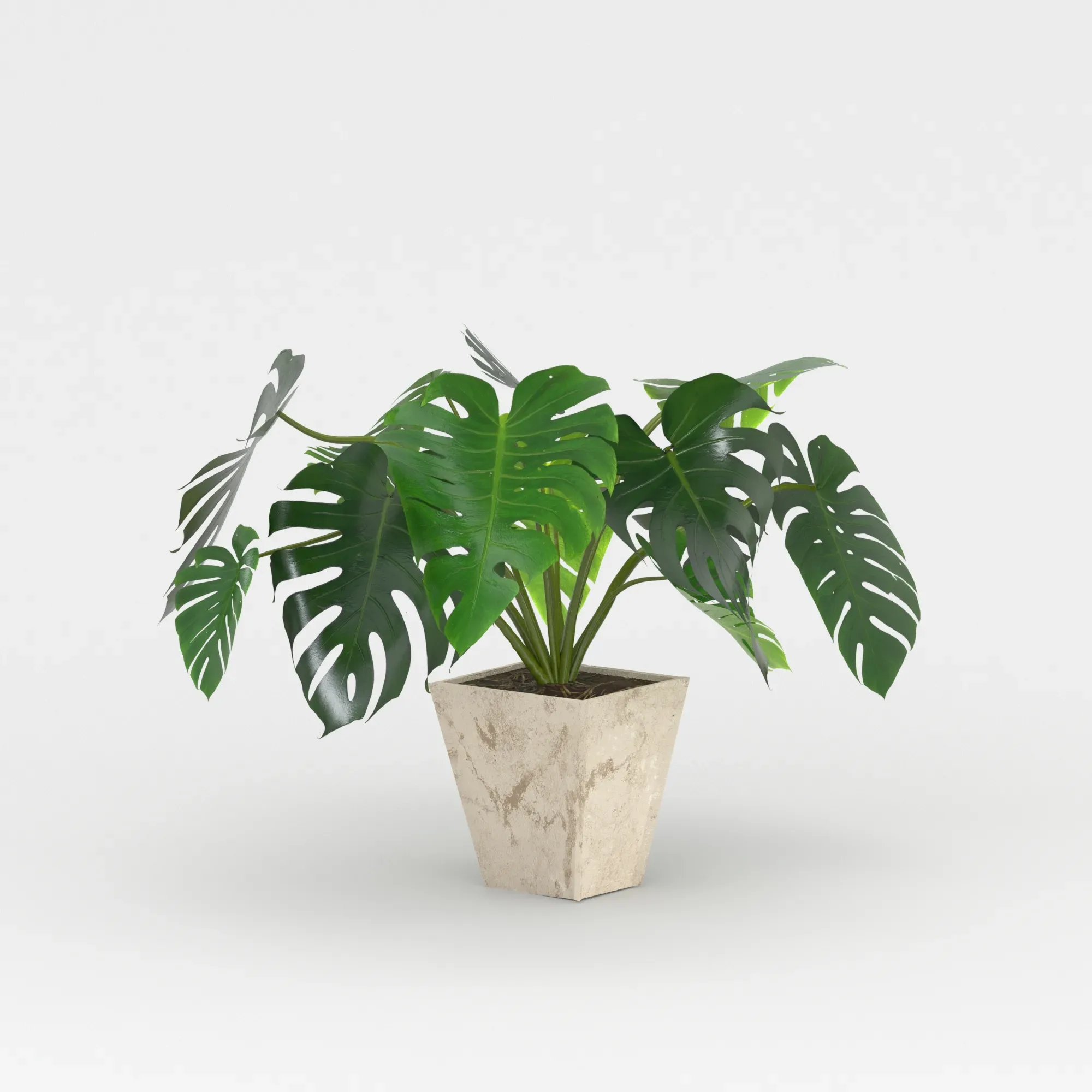 Monstera deliciosa or the Swiss cheese plant or split-leaf philodendron (Three 3d models are in the scene)