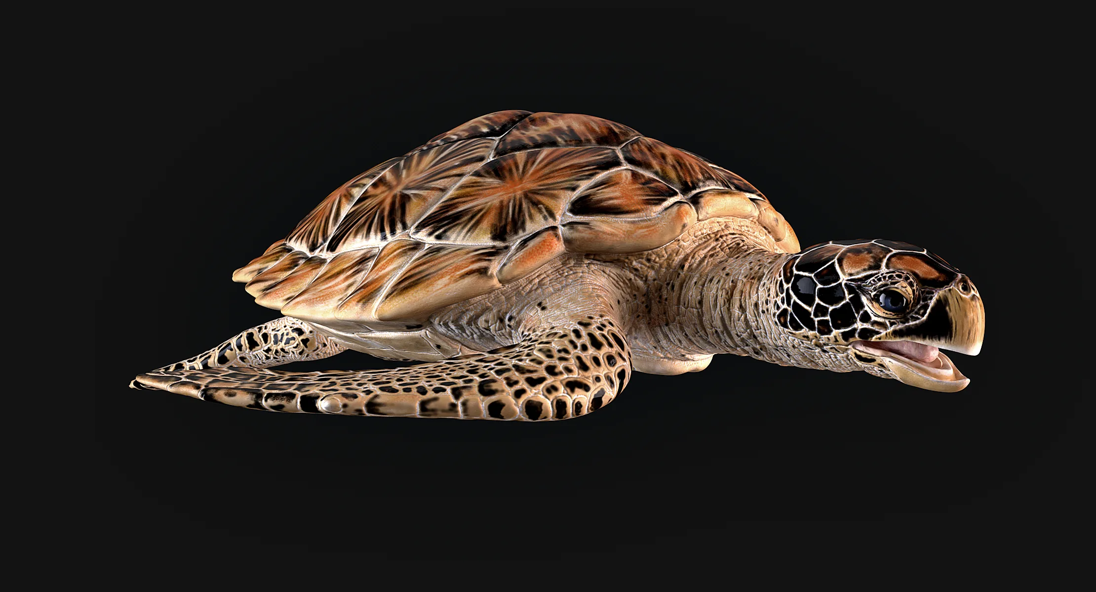 Hawksbill Sea Turtle