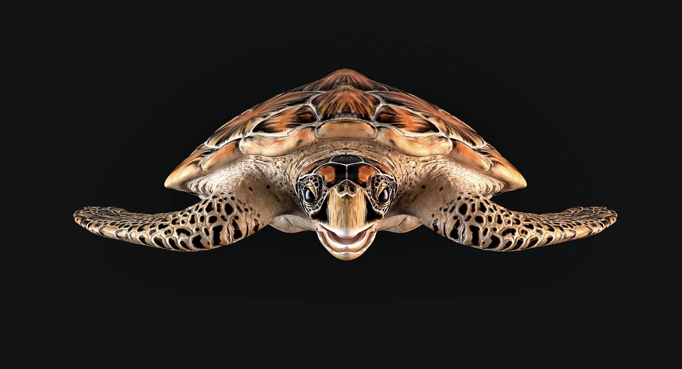 Hawksbill Sea Turtle