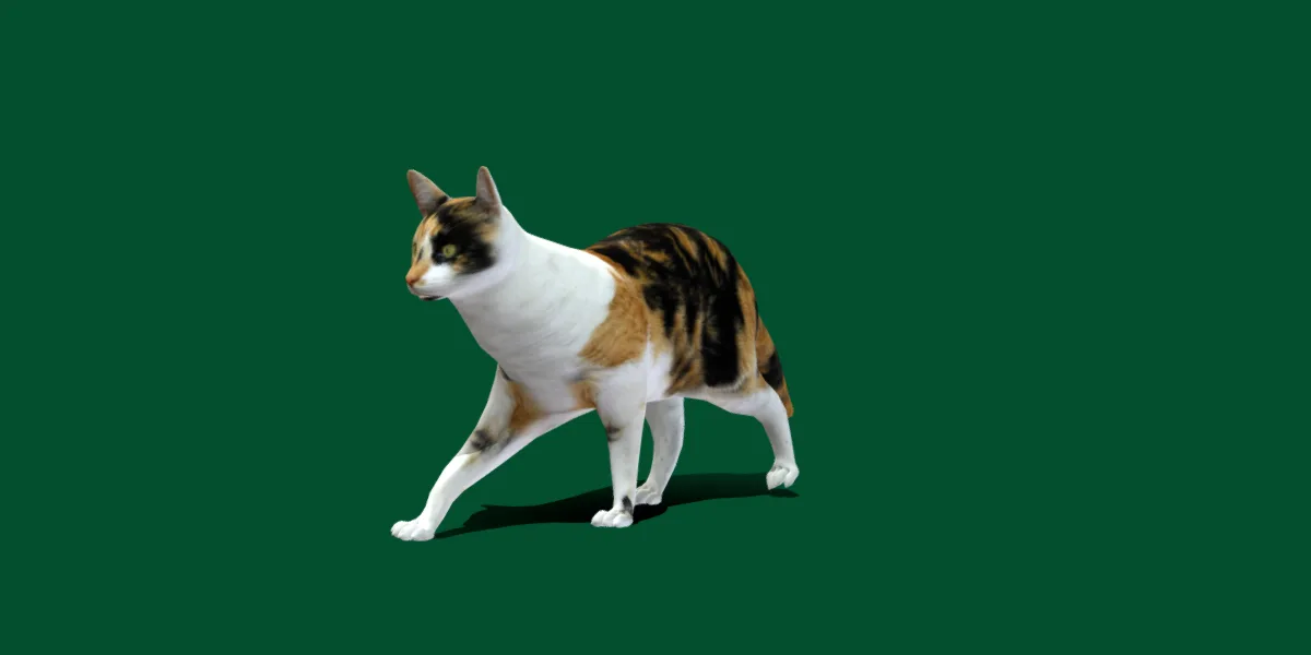 Calico Cat