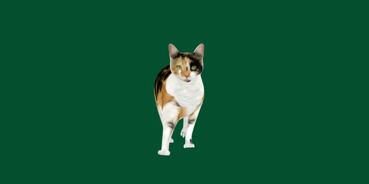 Calico Cat