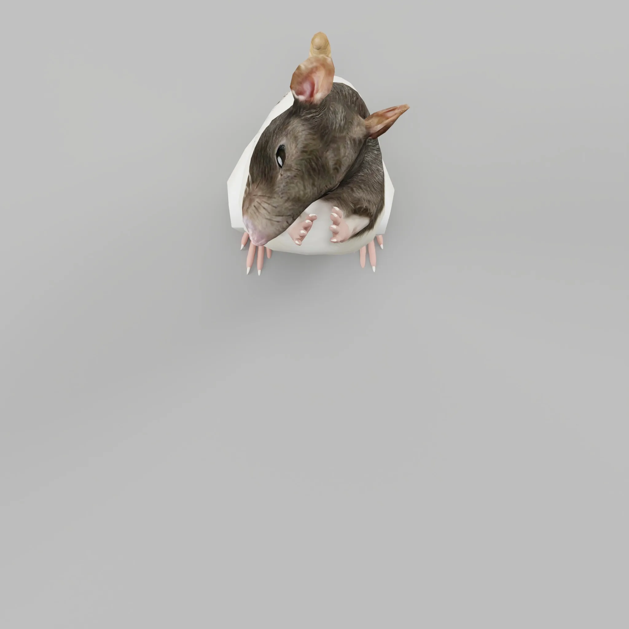 Common Rat