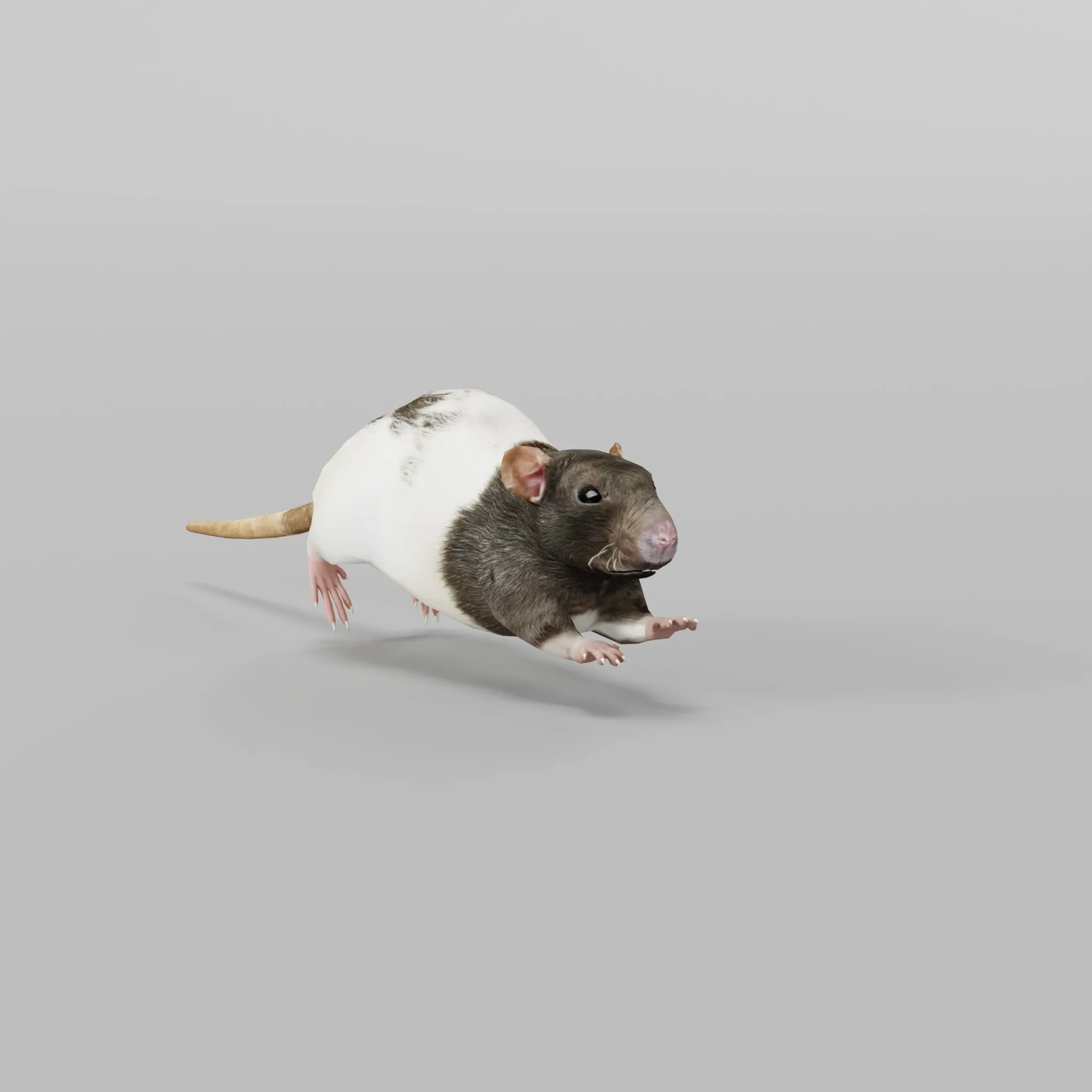 Common Rat