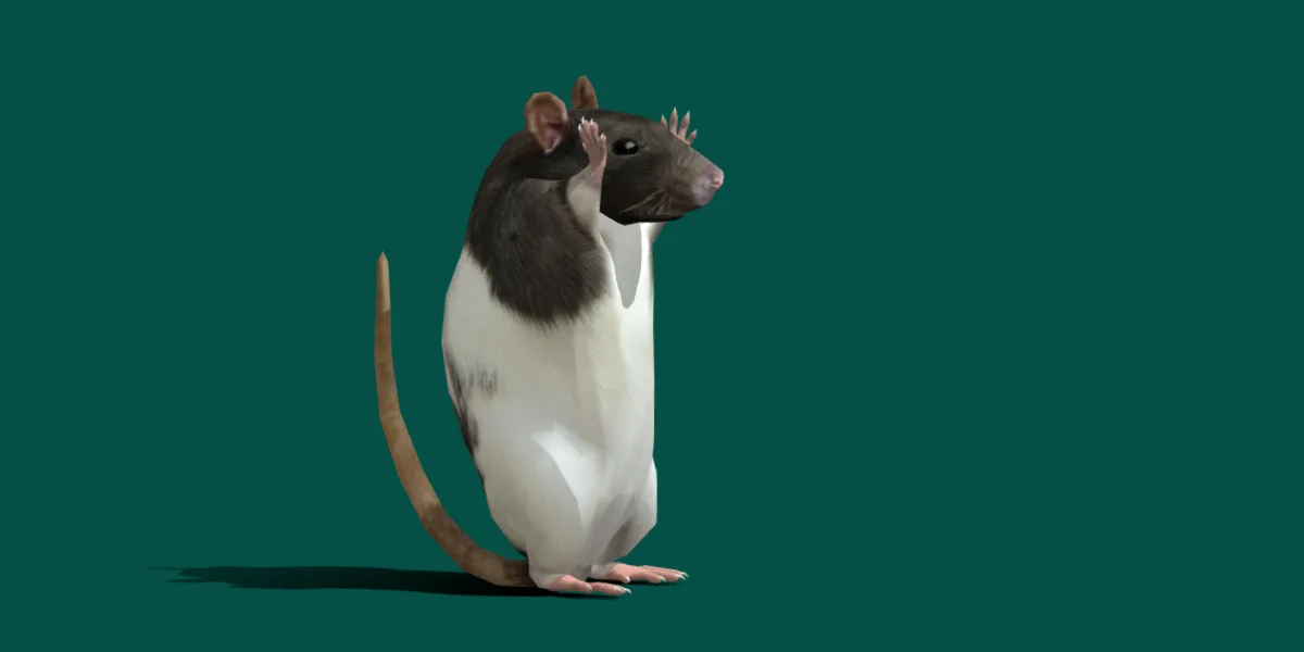 Common Rat