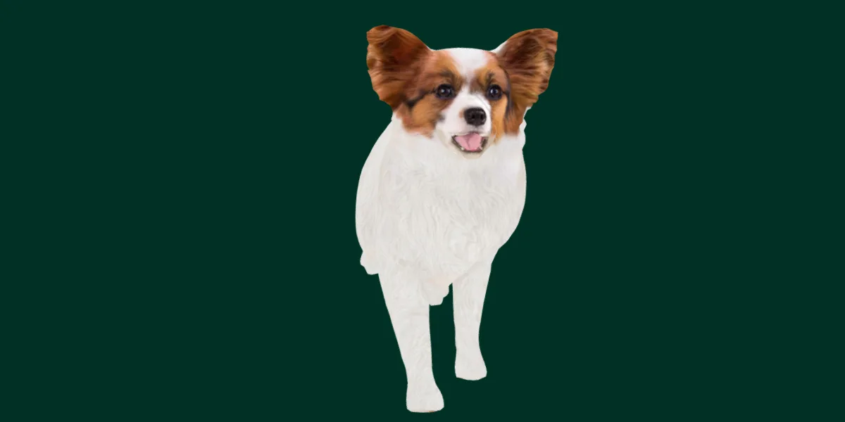 Papillion Dog