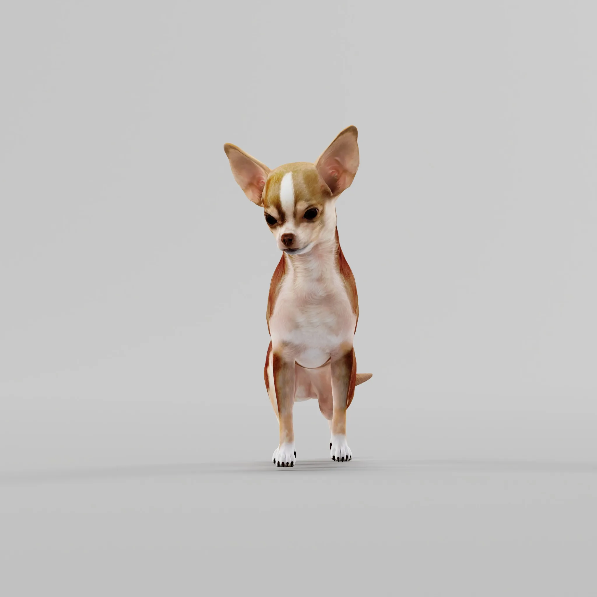 Chihuahua Dog