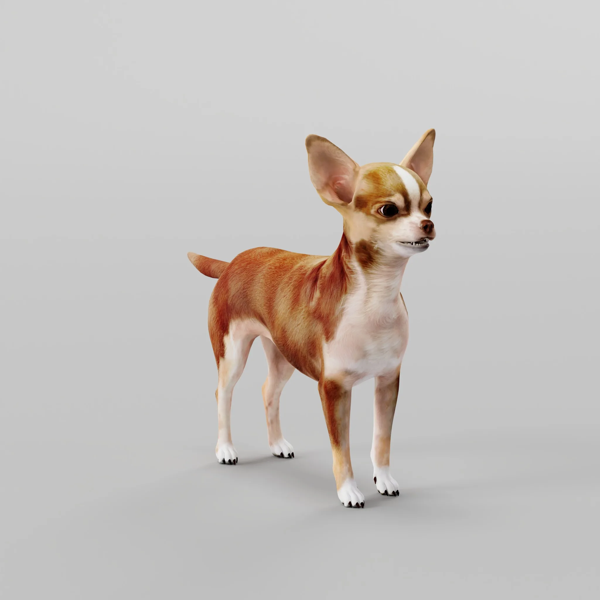 Chihuahua Dog