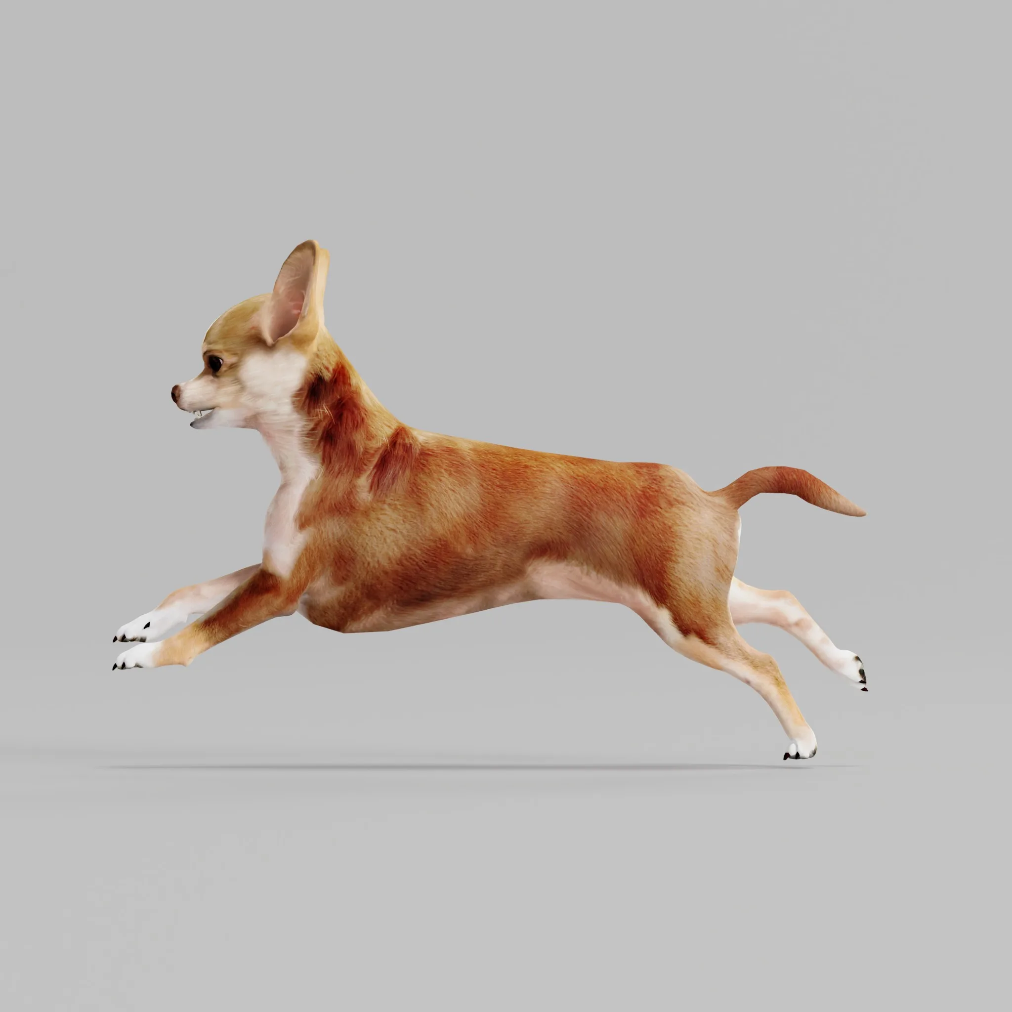 Chihuahua Dog