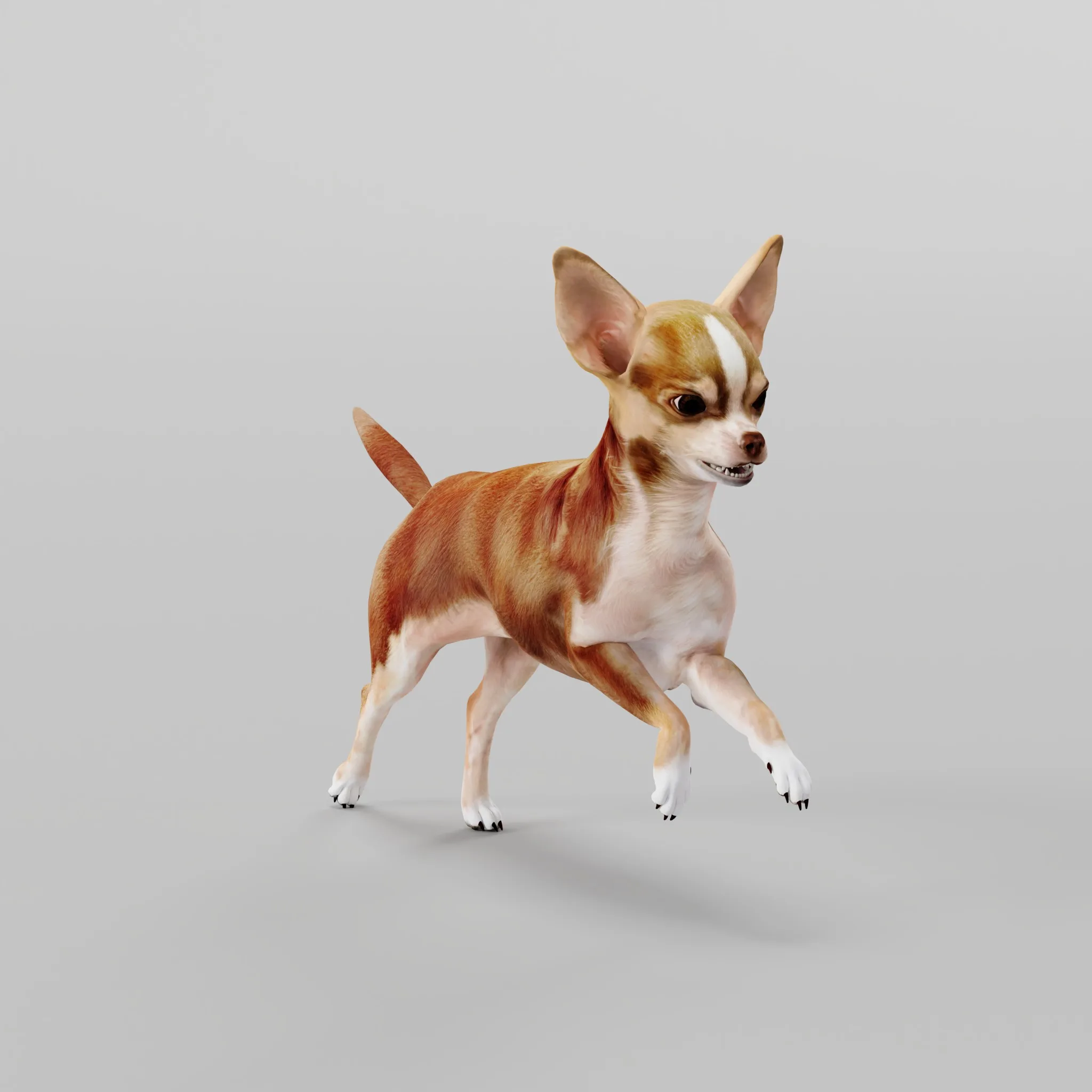 Chihuahua Dog