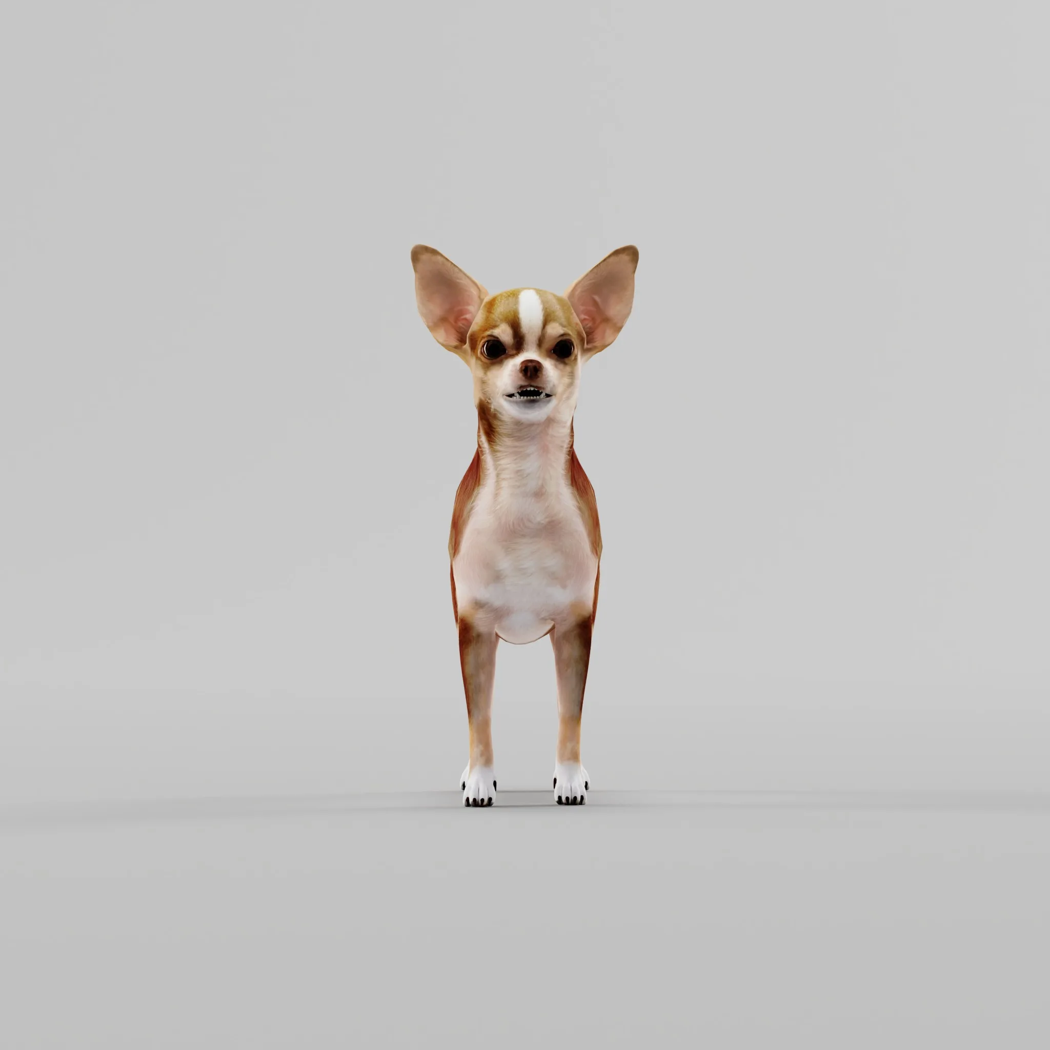 Chihuahua Dog