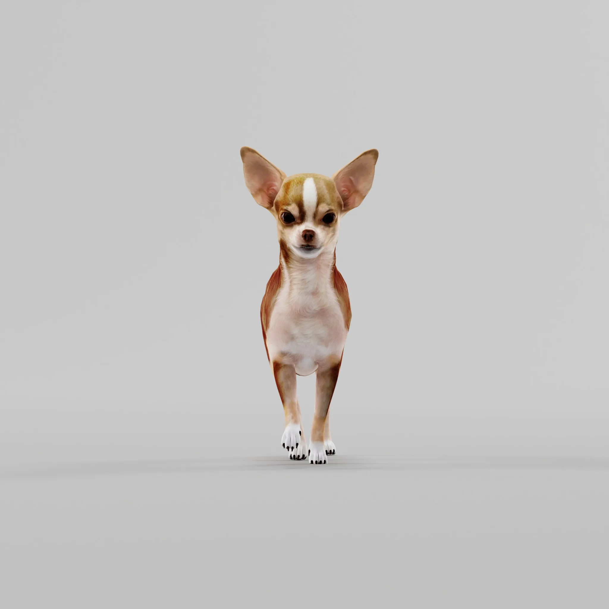 Chihuahua Dog