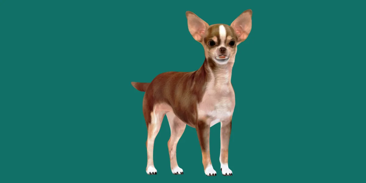 Chihuahua Dog