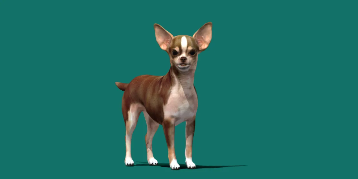 Chihuahua Dog