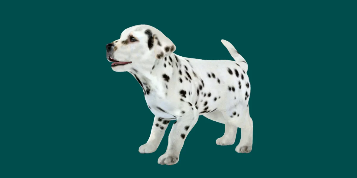 Dalmatian Puppy Dog