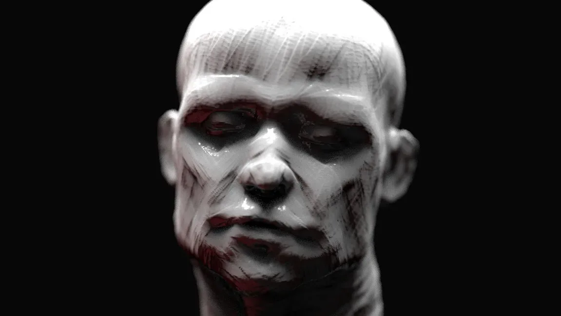 Head Sculpt - Anatomy Study