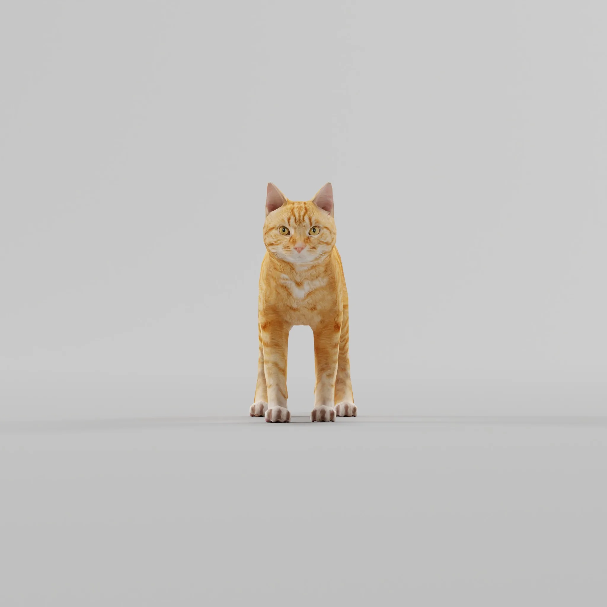 Ginger Cat