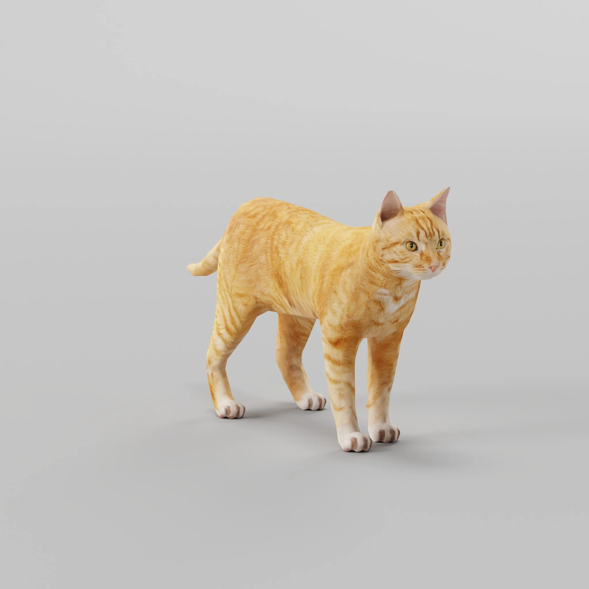 Ginger Cat