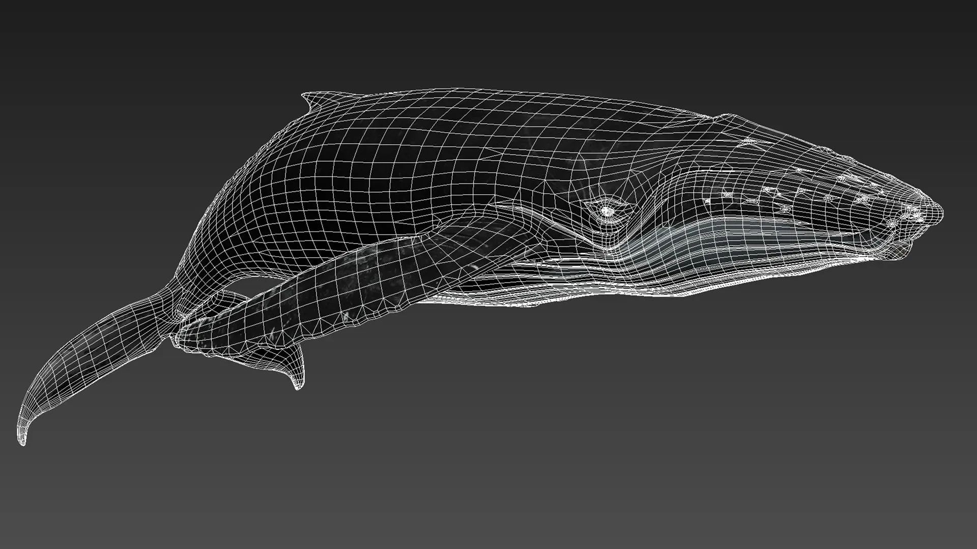 Humpback Whale - Unreal + Unity + 3DS Max