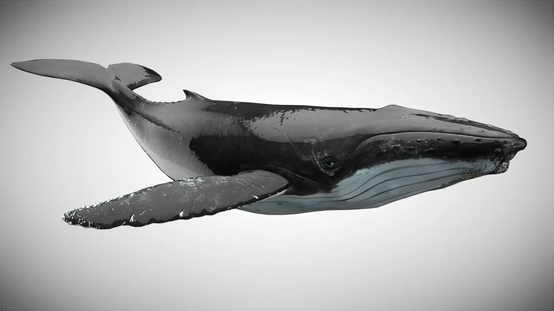 Humpback Whale - Unreal + Unity + 3DS Max