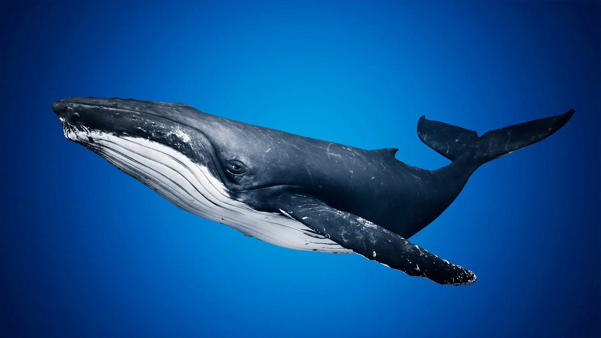 Humpback Whale - Unreal + Unity + 3DS Max