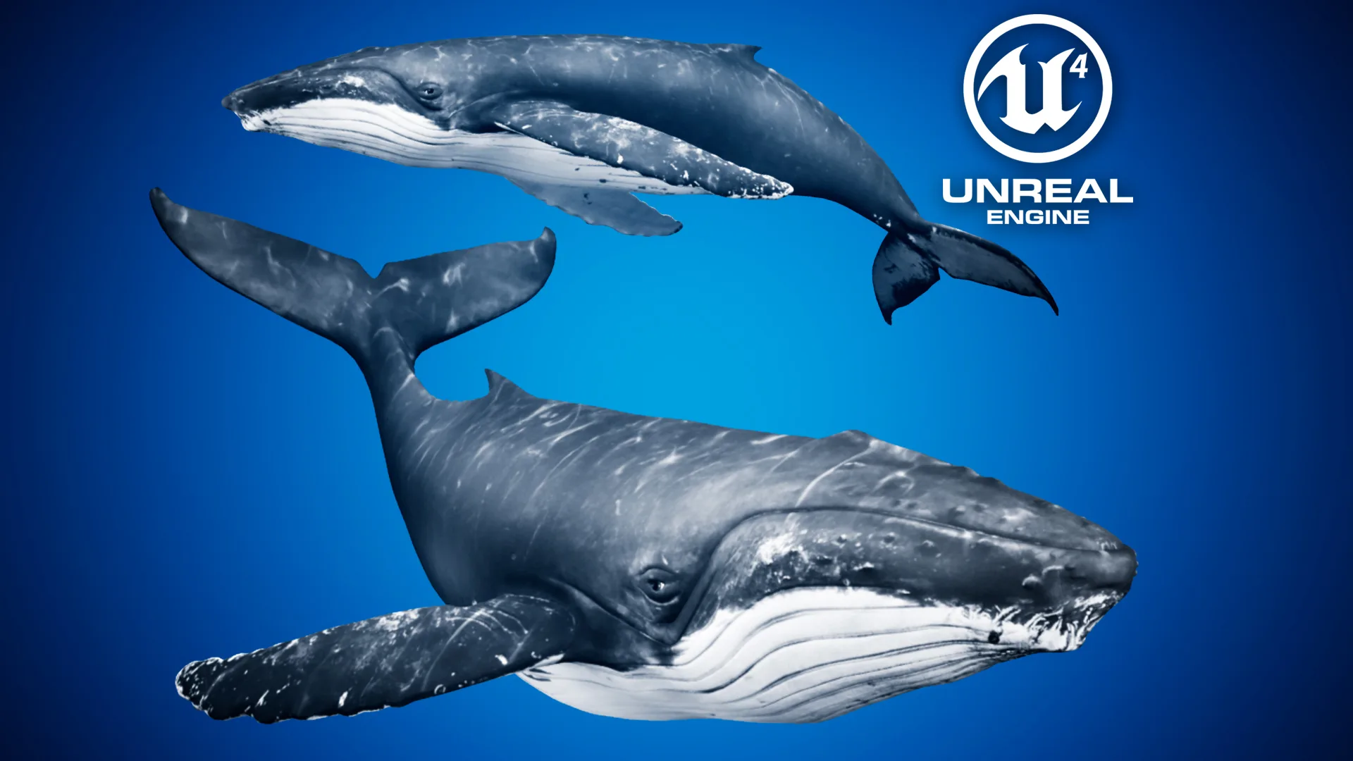 Humpback Whale - Unreal + Unity + 3DS Max