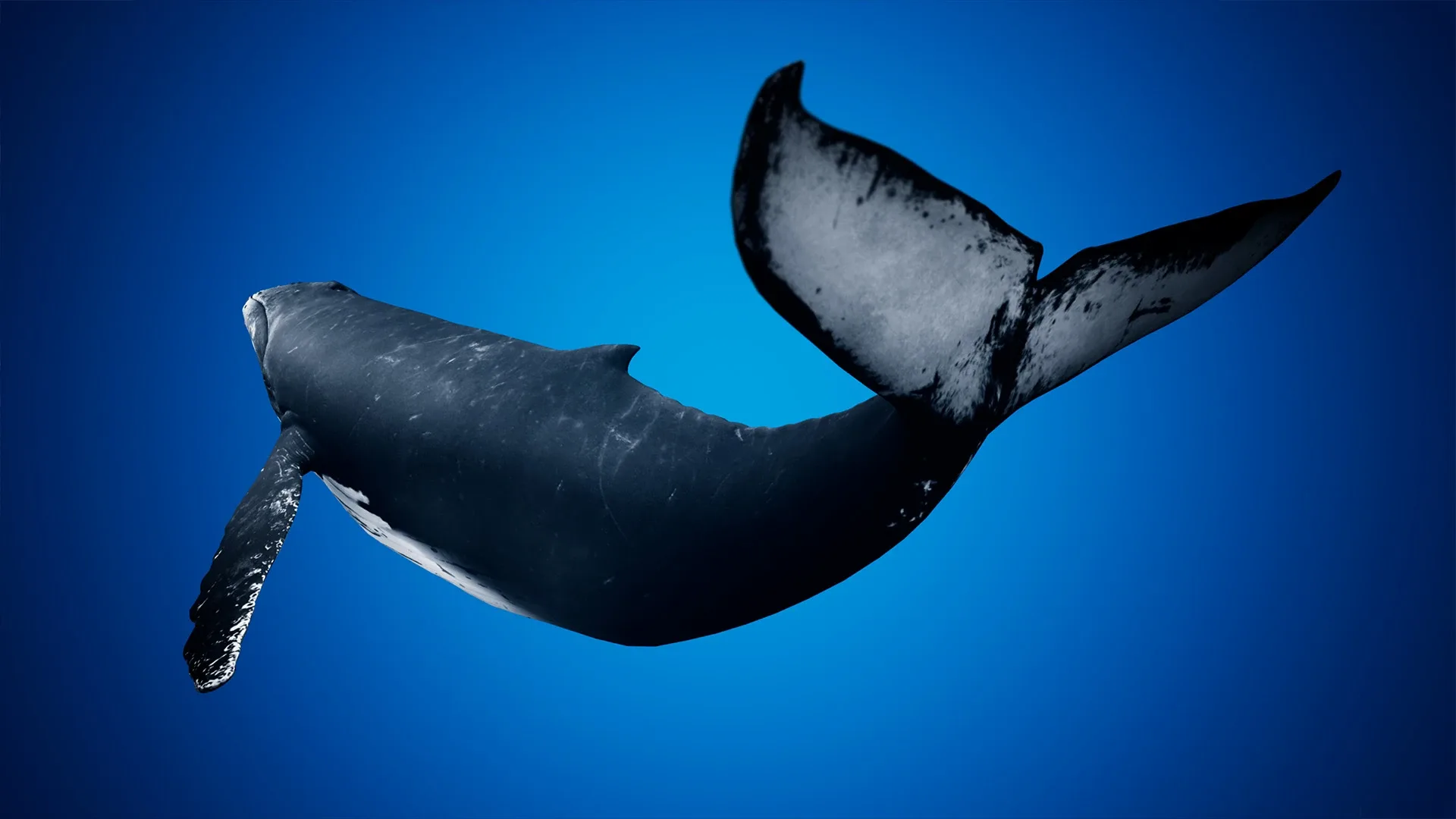 Humpback Whale - Unreal + Unity + 3DS Max