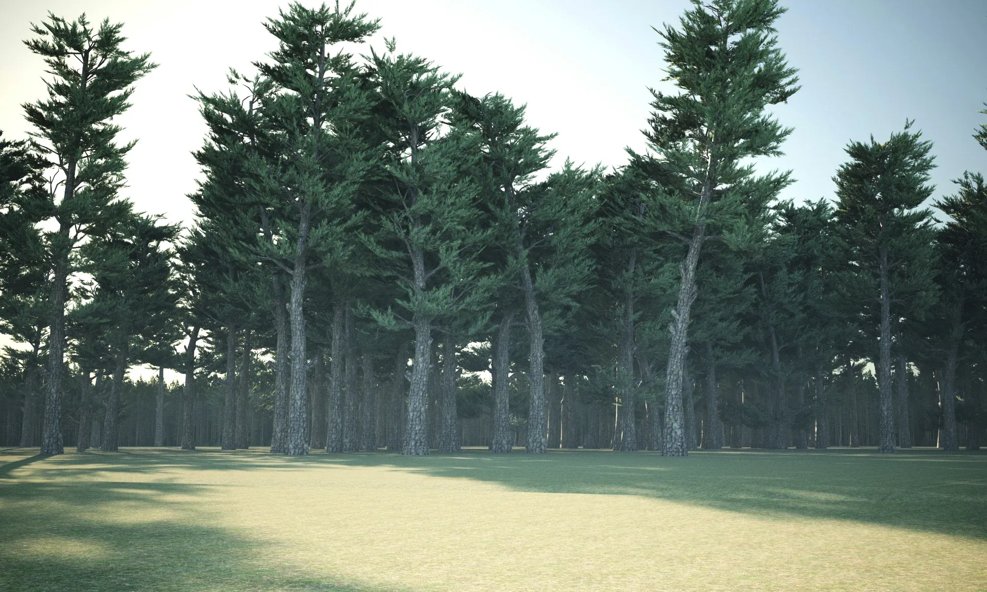 Pine forest trees