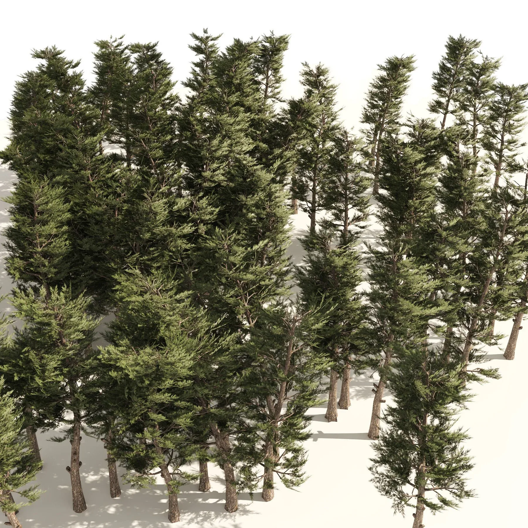 Pine forest trees