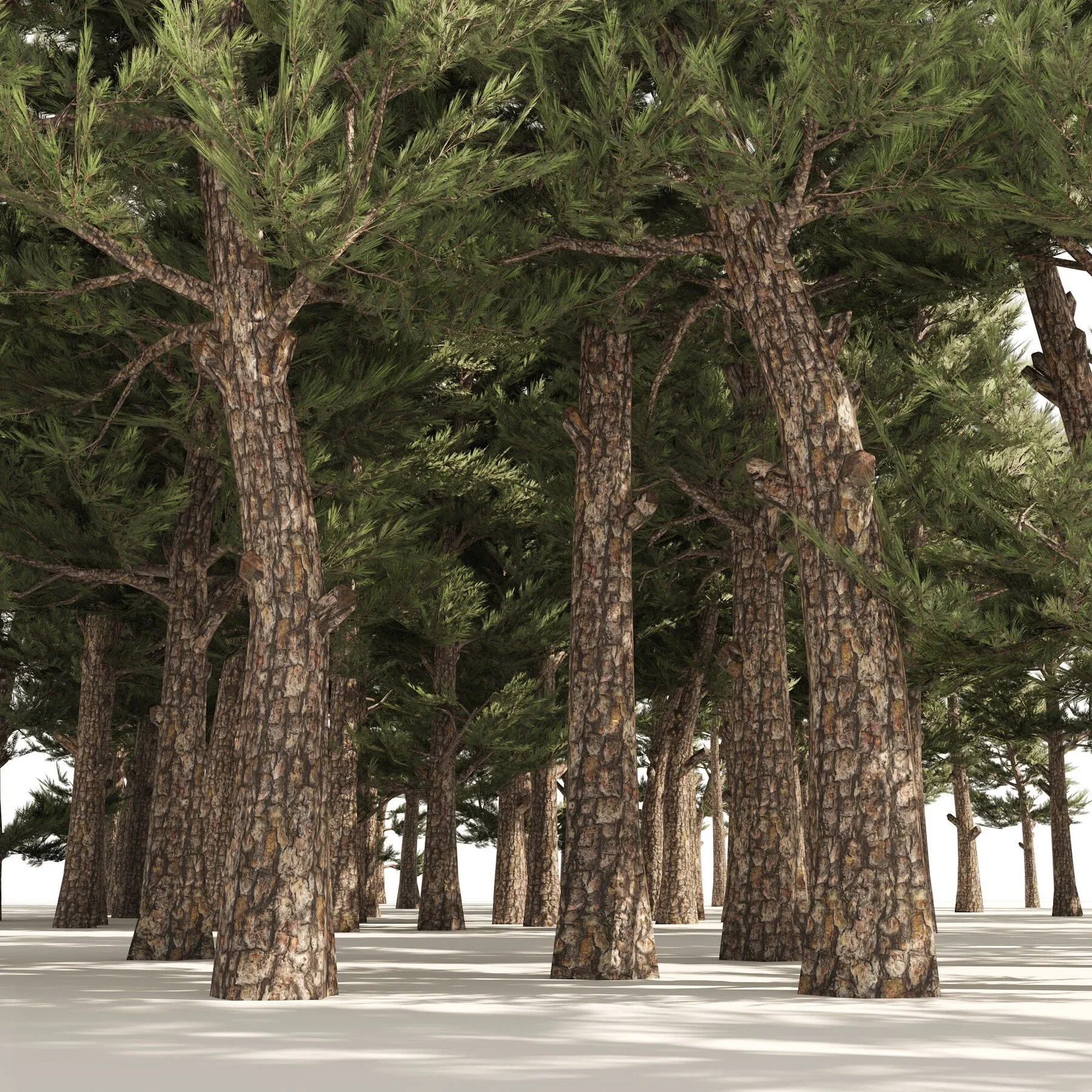 Pine forest trees