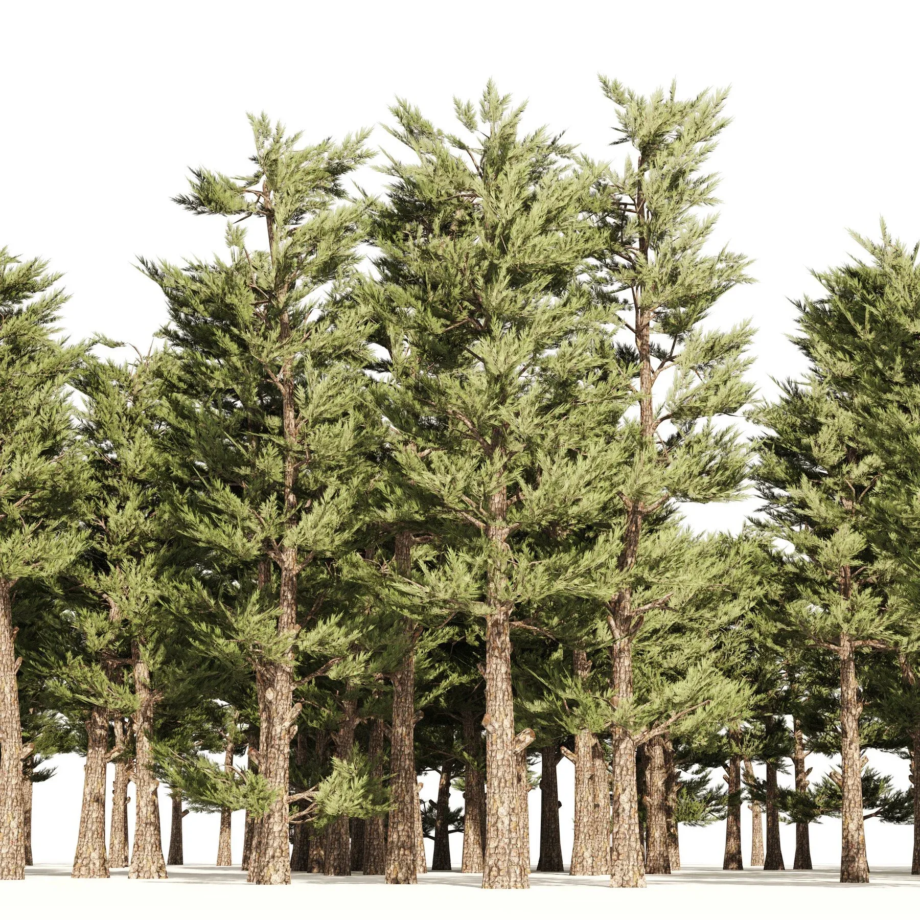 Pine forest trees