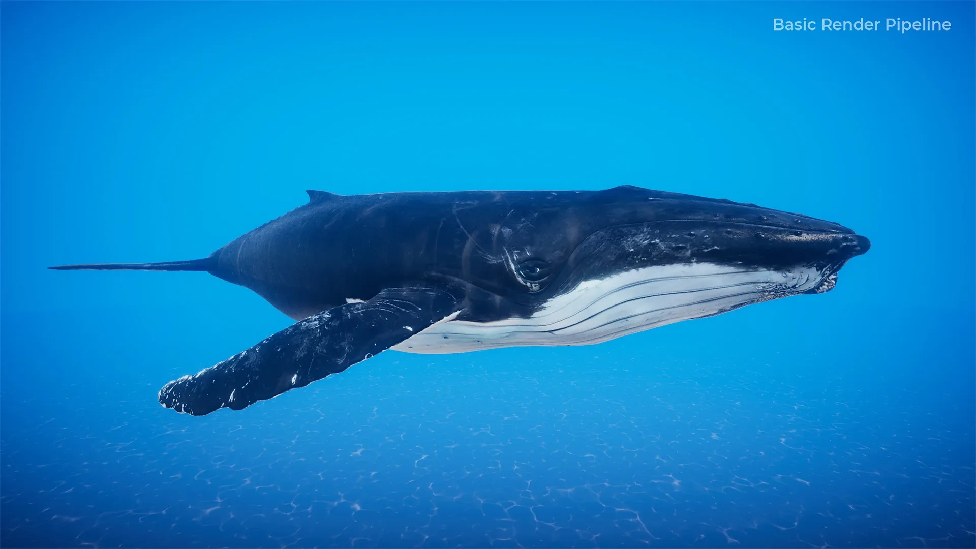 Humpback Whale - Unreal + Unity + 3DS Max