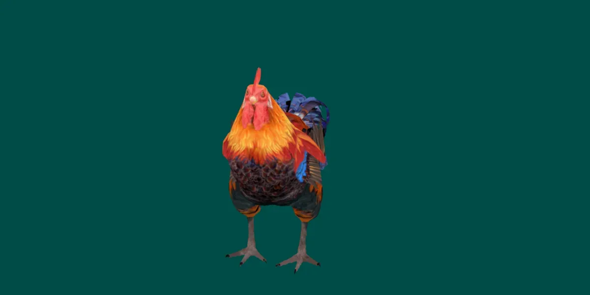 Rooster