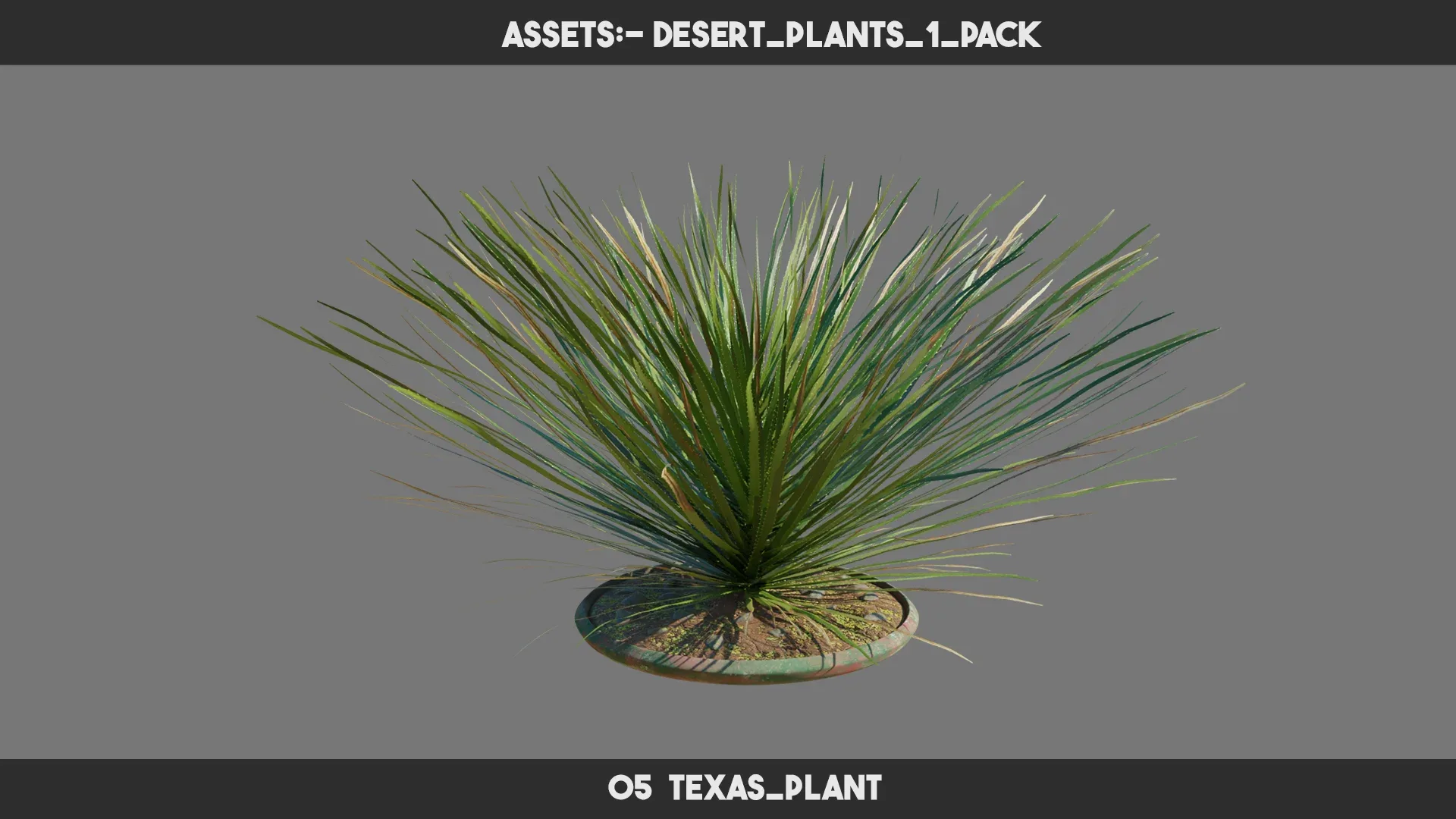 Desert Plants 1 PACK