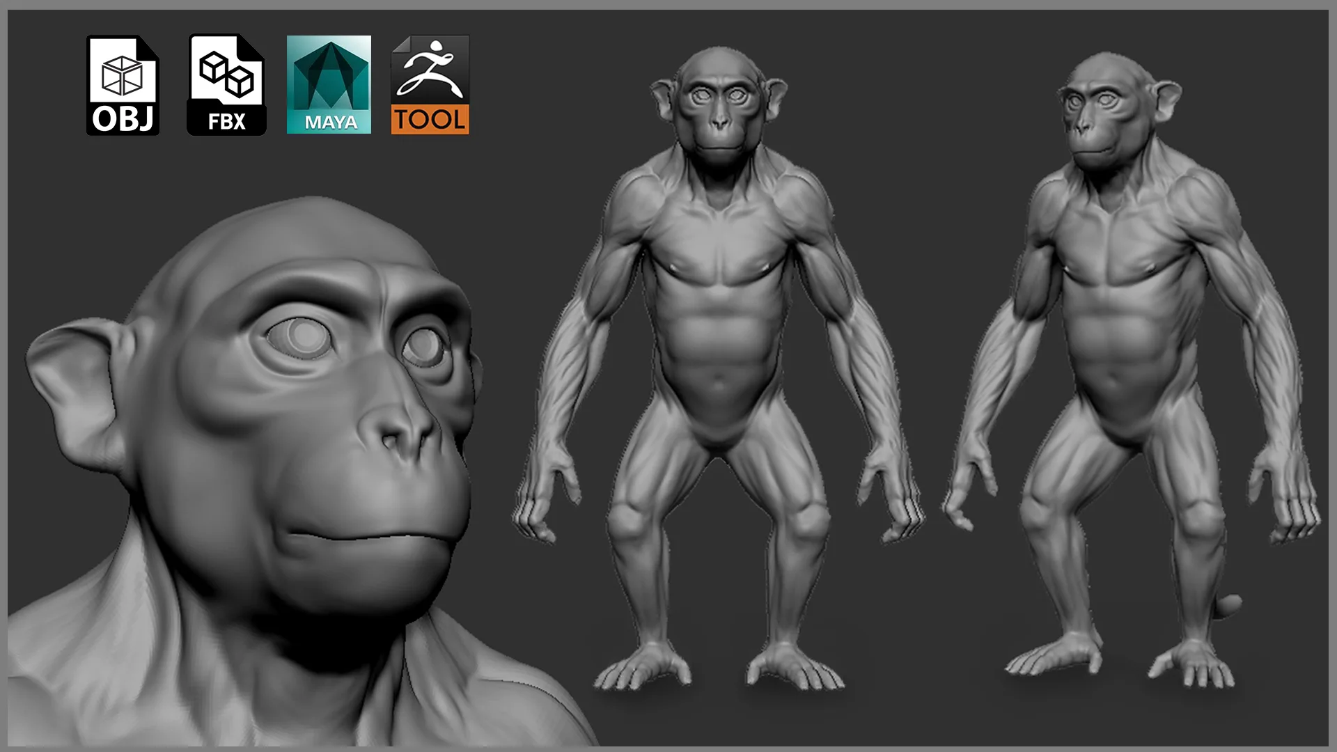 Primate Pack ( Monkey, Chimpanzee, Gorilla, Orangutan ) - Topology + UV Map