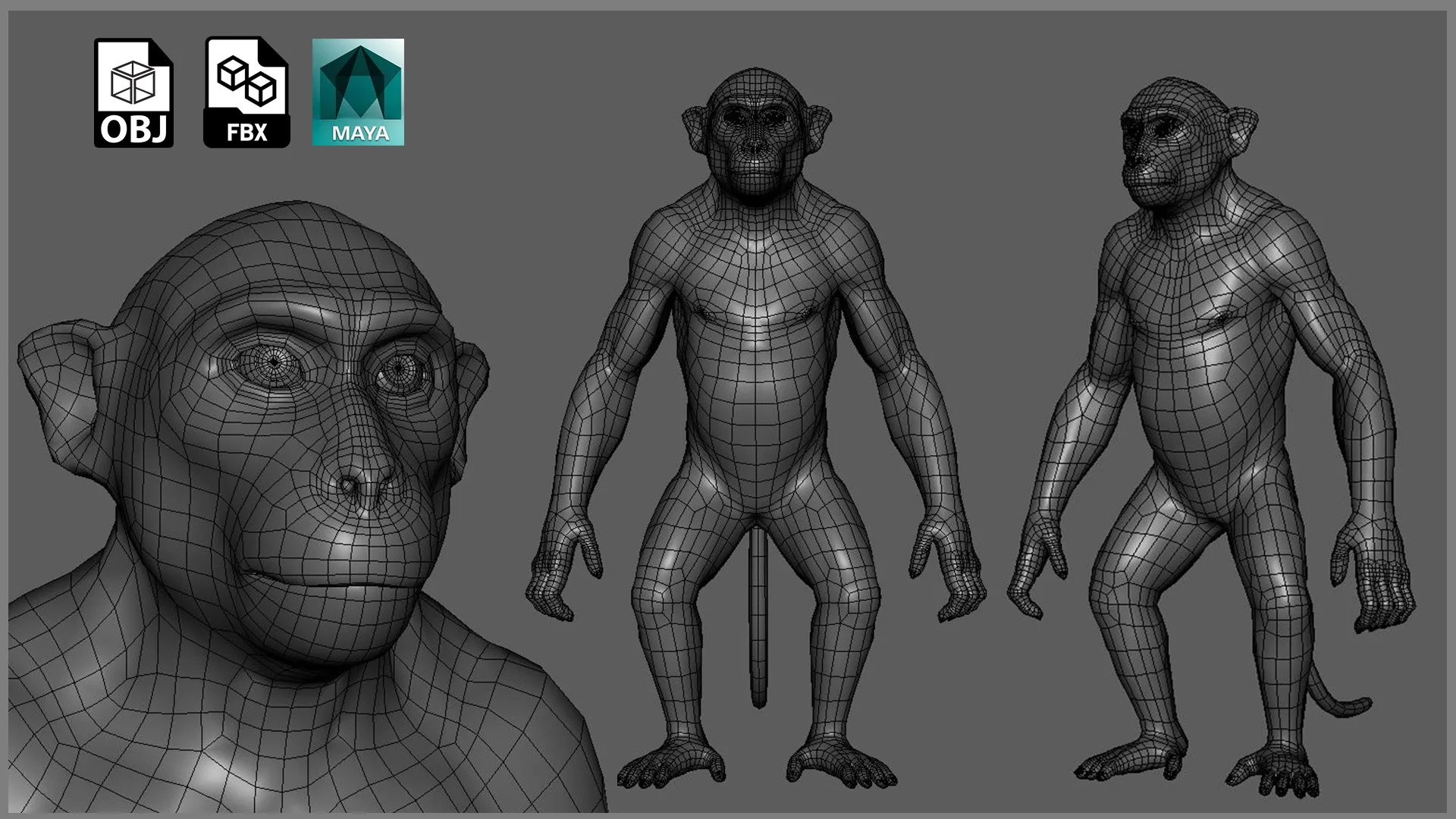 Primate Pack ( Monkey, Chimpanzee, Gorilla, Orangutan ) - Topology + UV Map