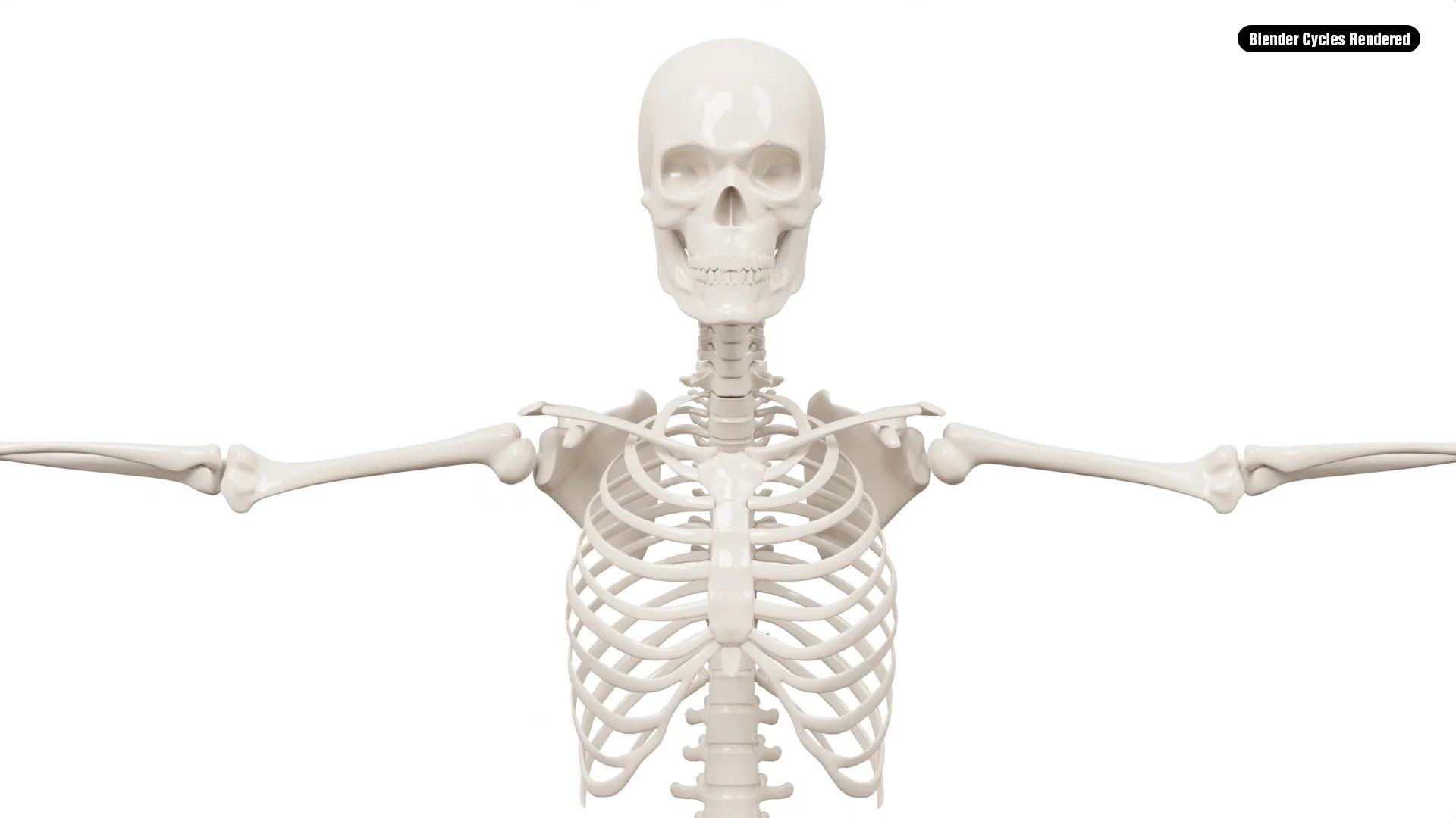 Realistic Human Male Skeleton