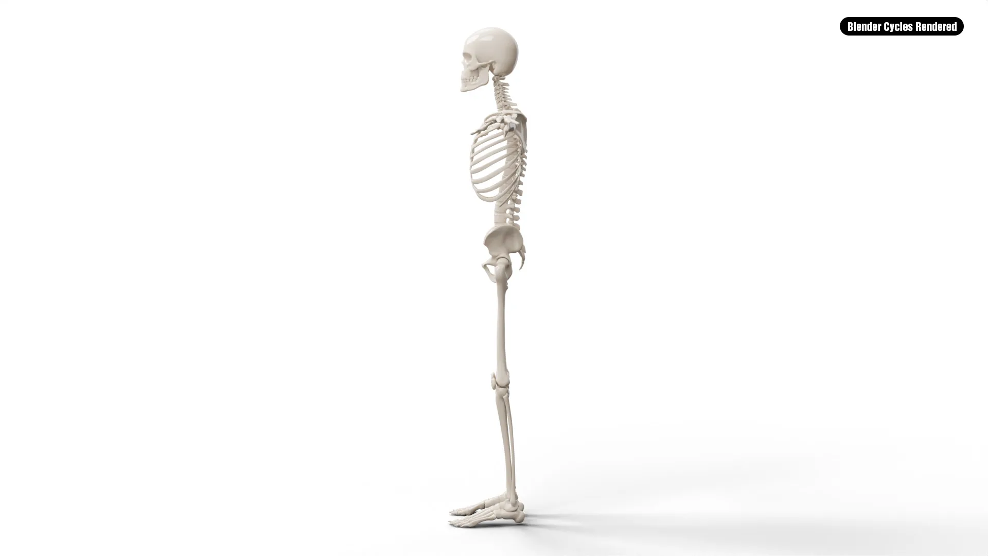 Realistic Human Male Skeleton