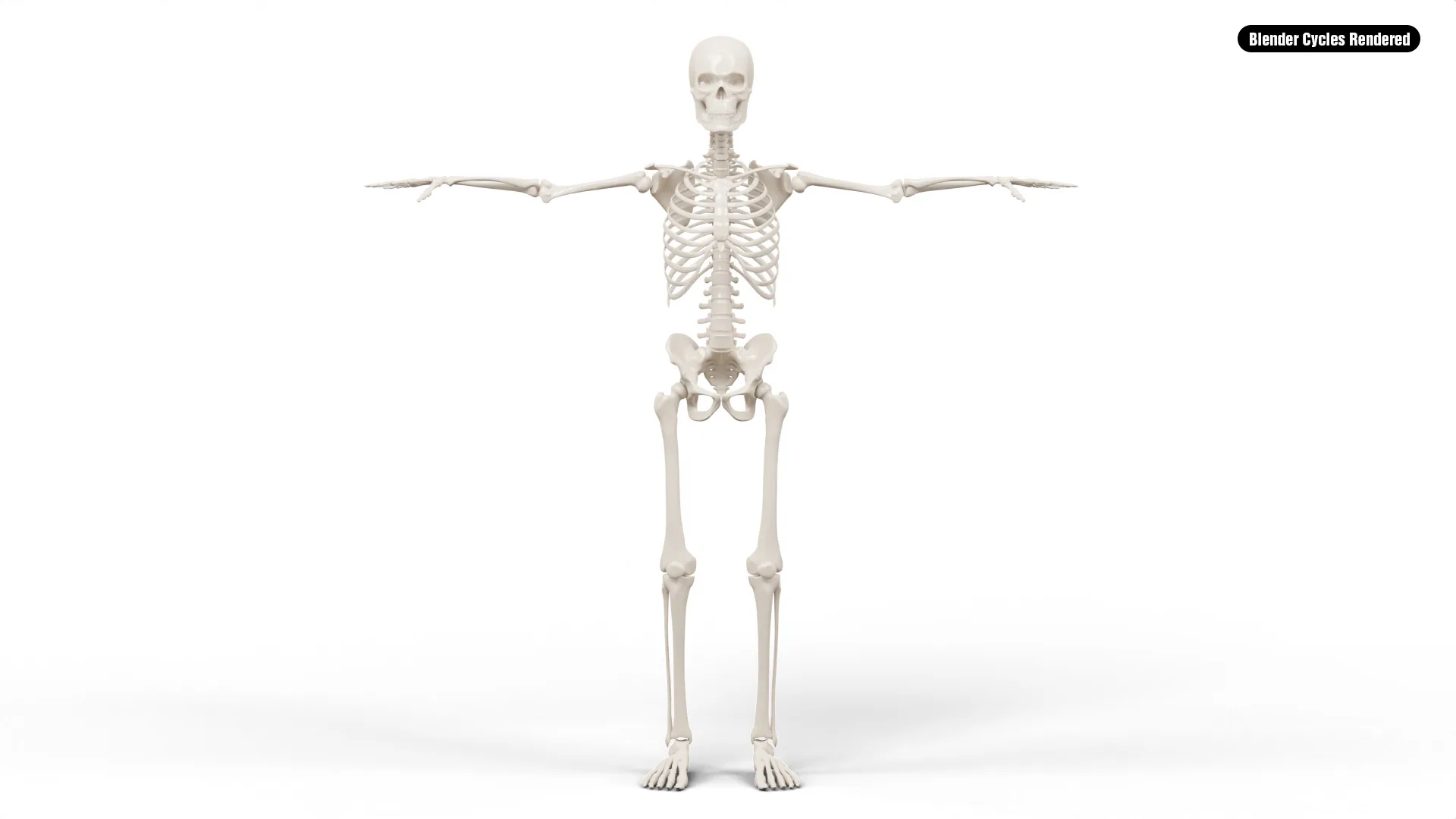 Realistic Human Male Skeleton