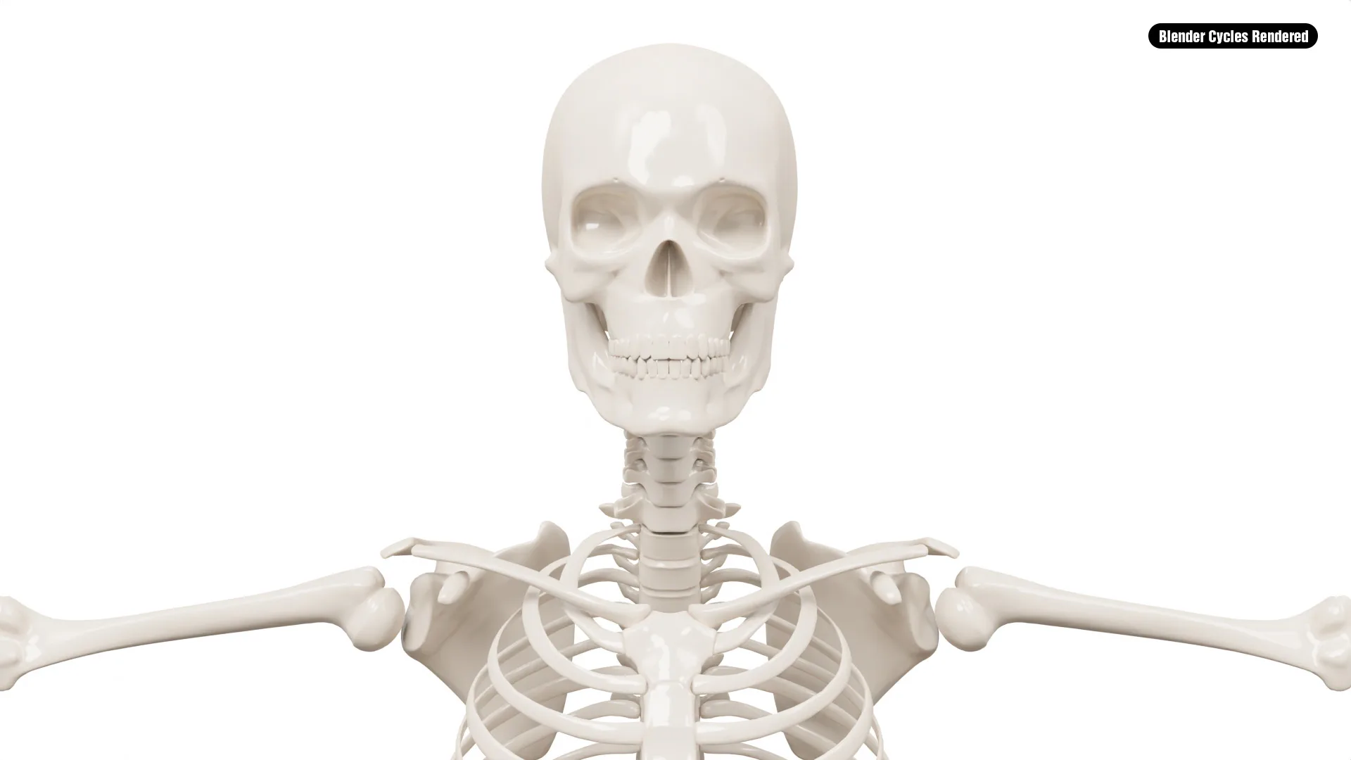 Realistic Human Male Skeleton