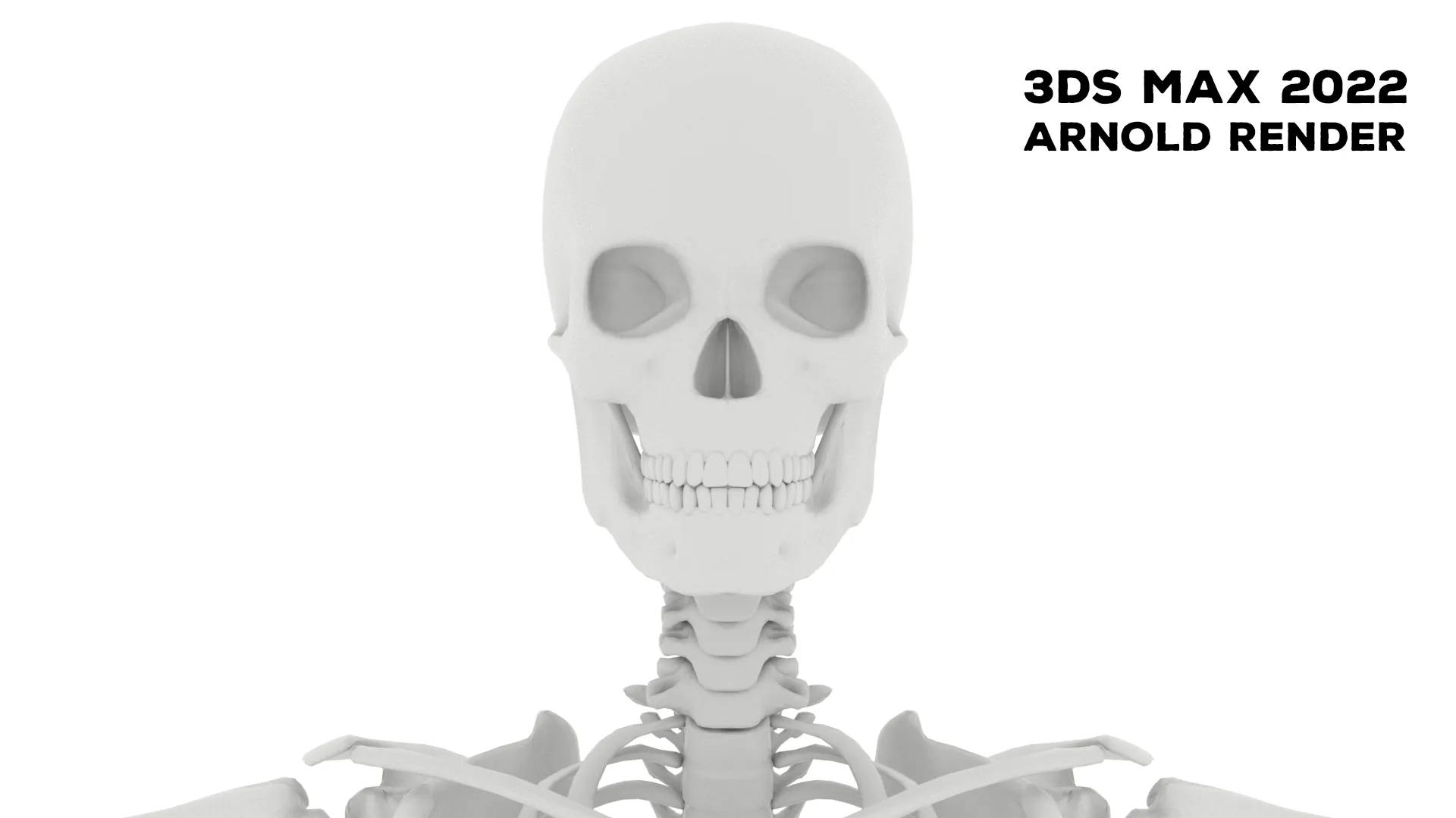 Realistic Human Male Skeleton