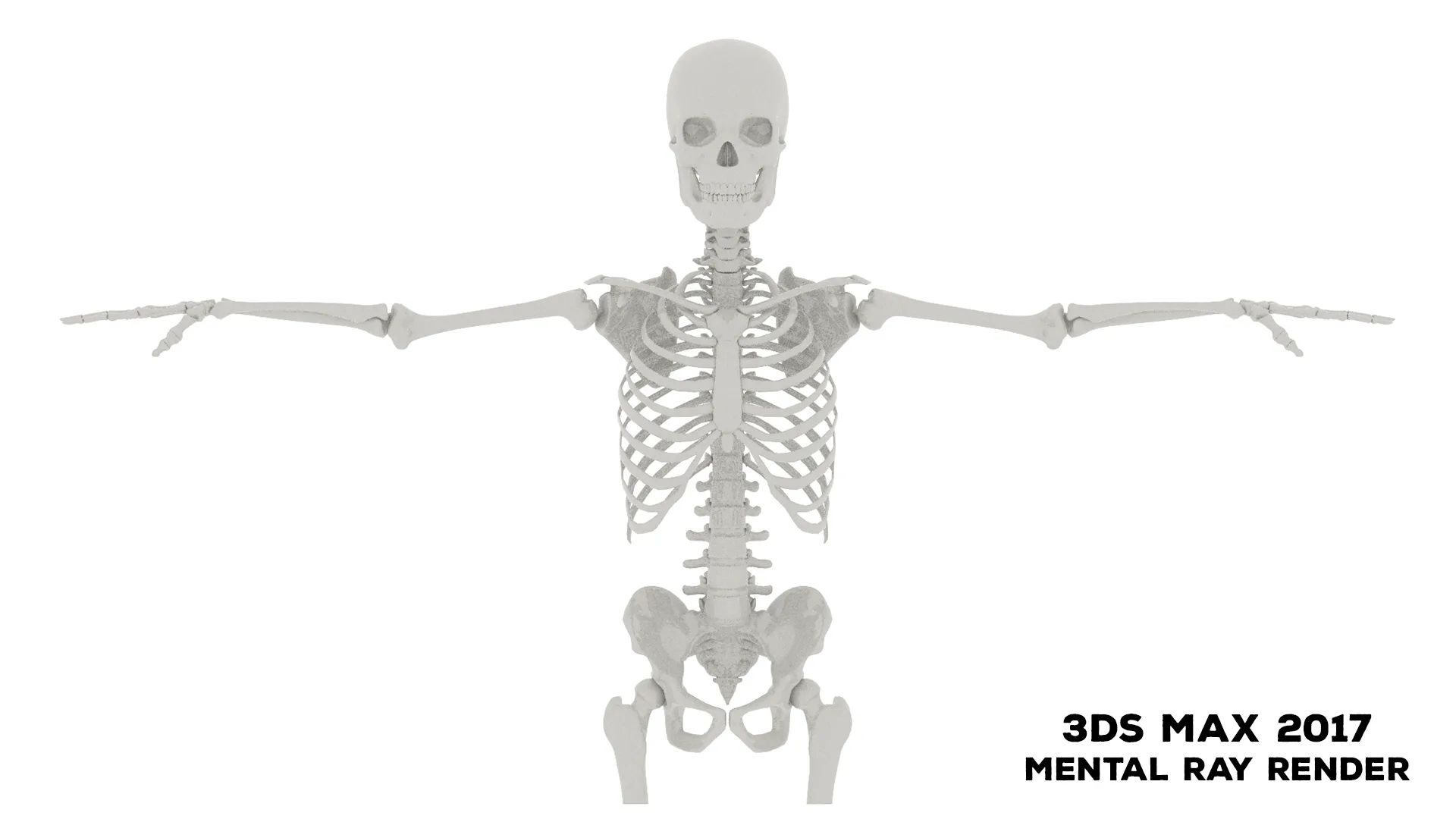 Realistic Human Male Skeleton