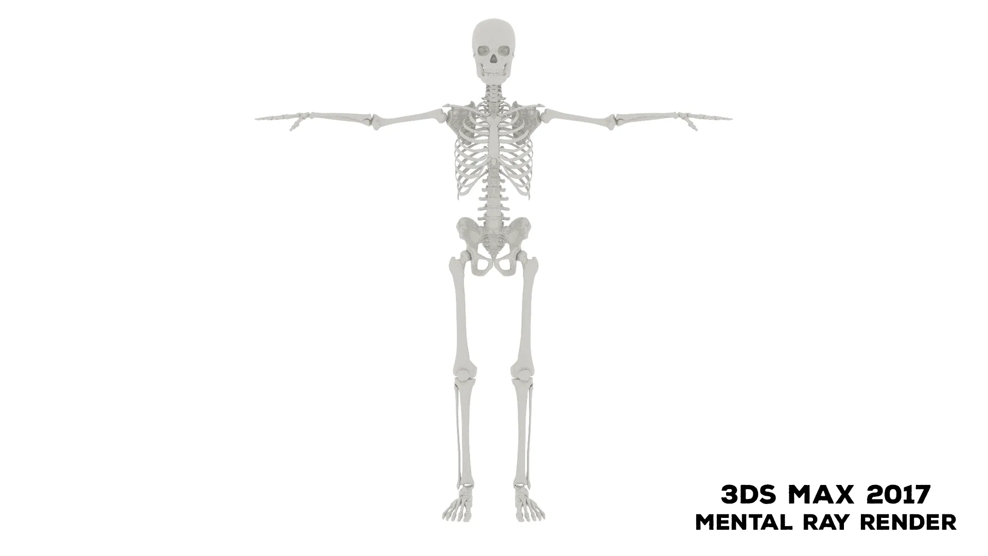 Realistic Human Male Skeleton