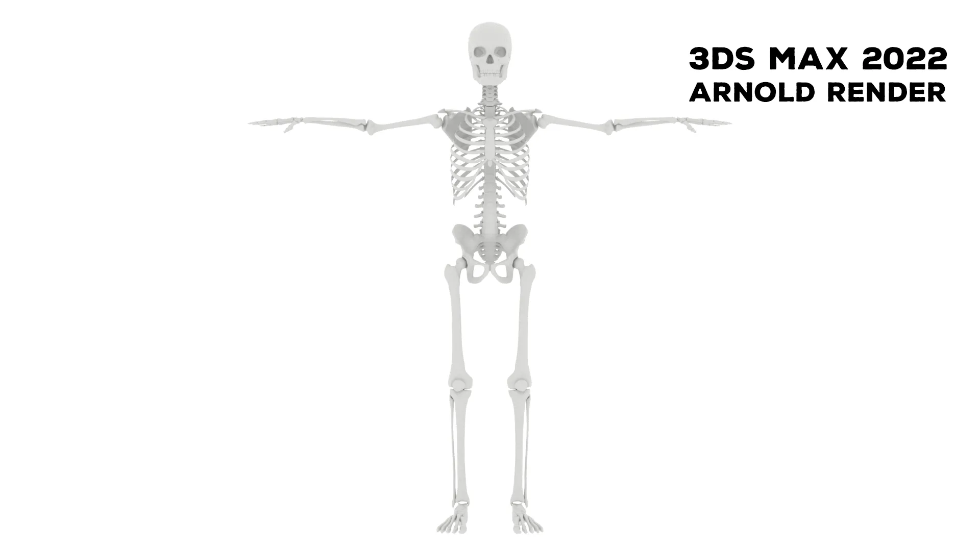 Realistic Human Male Skeleton