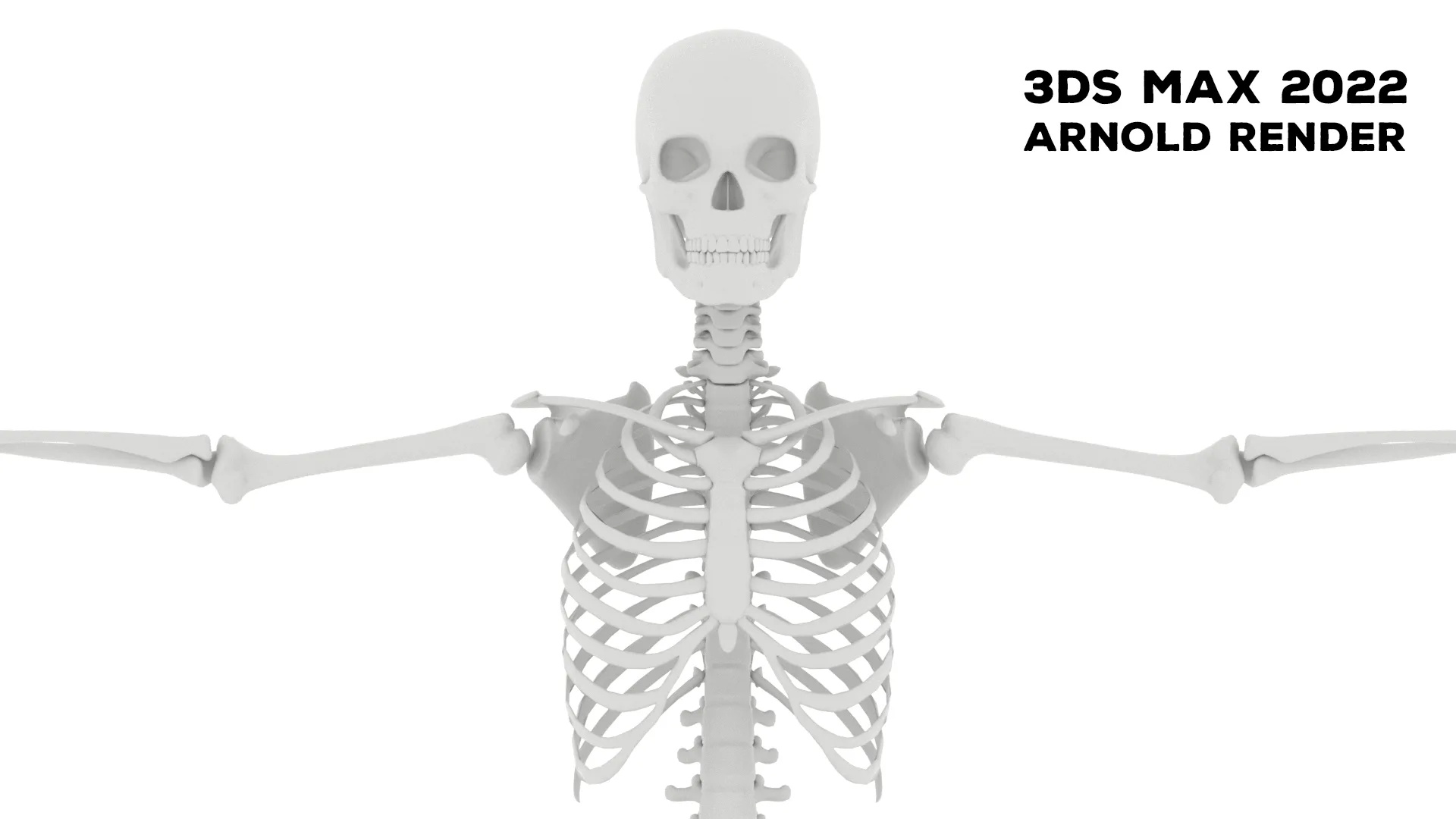 Realistic Human Male Skeleton