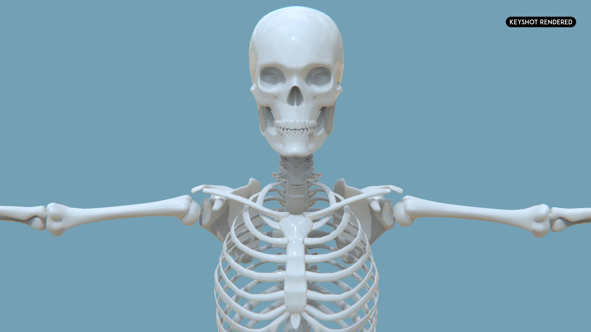 Realistic Human Male Skeleton