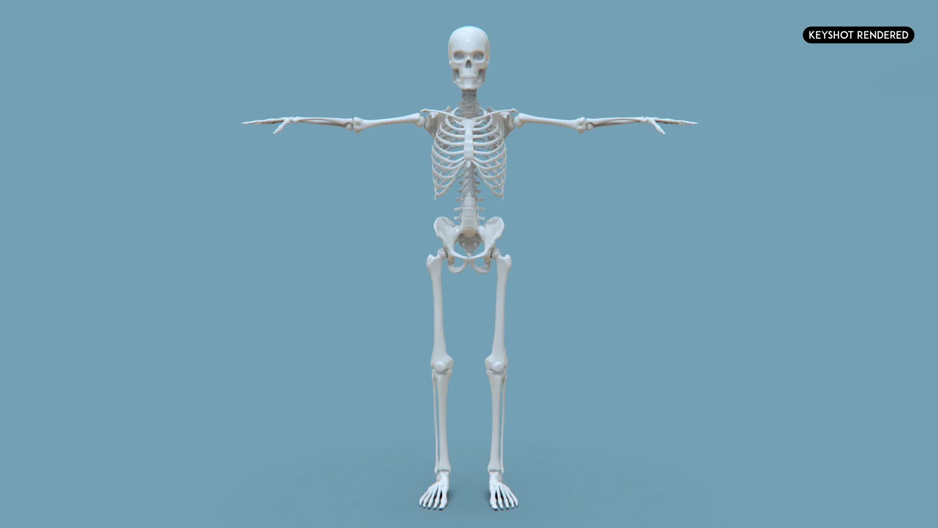 Realistic Human Male Skeleton