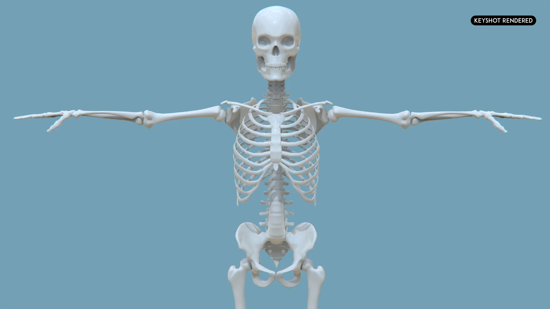 Realistic Human Male Skeleton