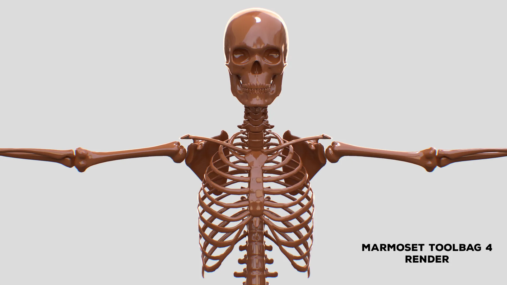 Realistic Human Male Skeleton