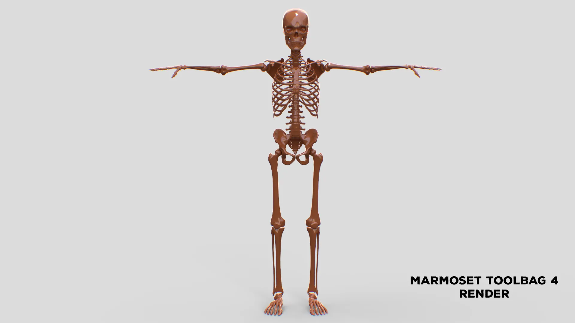 Realistic Human Male Skeleton