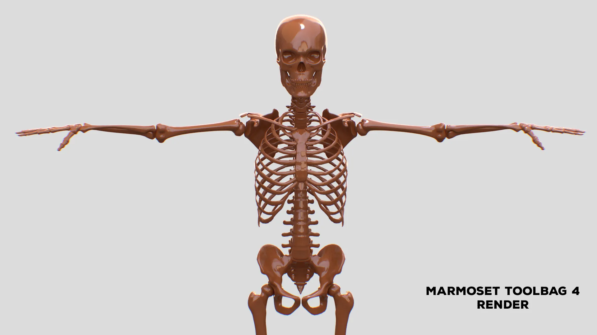 Realistic Human Male Skeleton